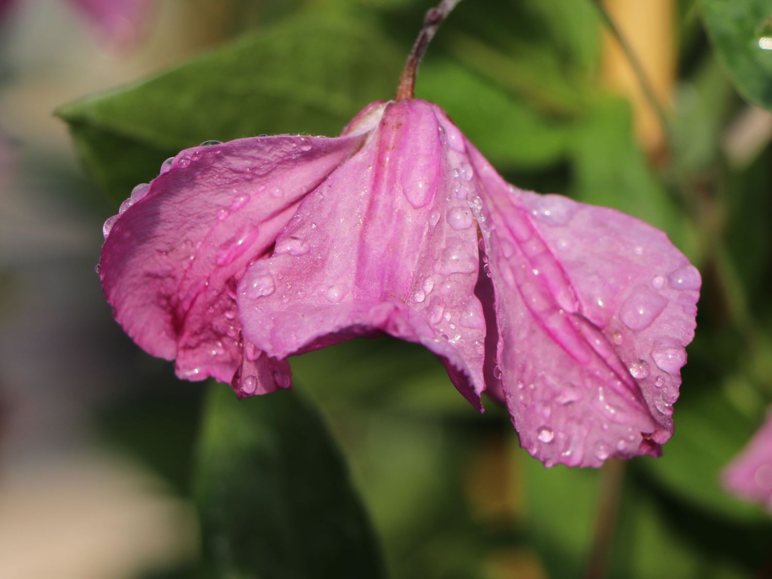 Clematis 'Alyonushka' - Clematis integrifolia 'Alyonushka'