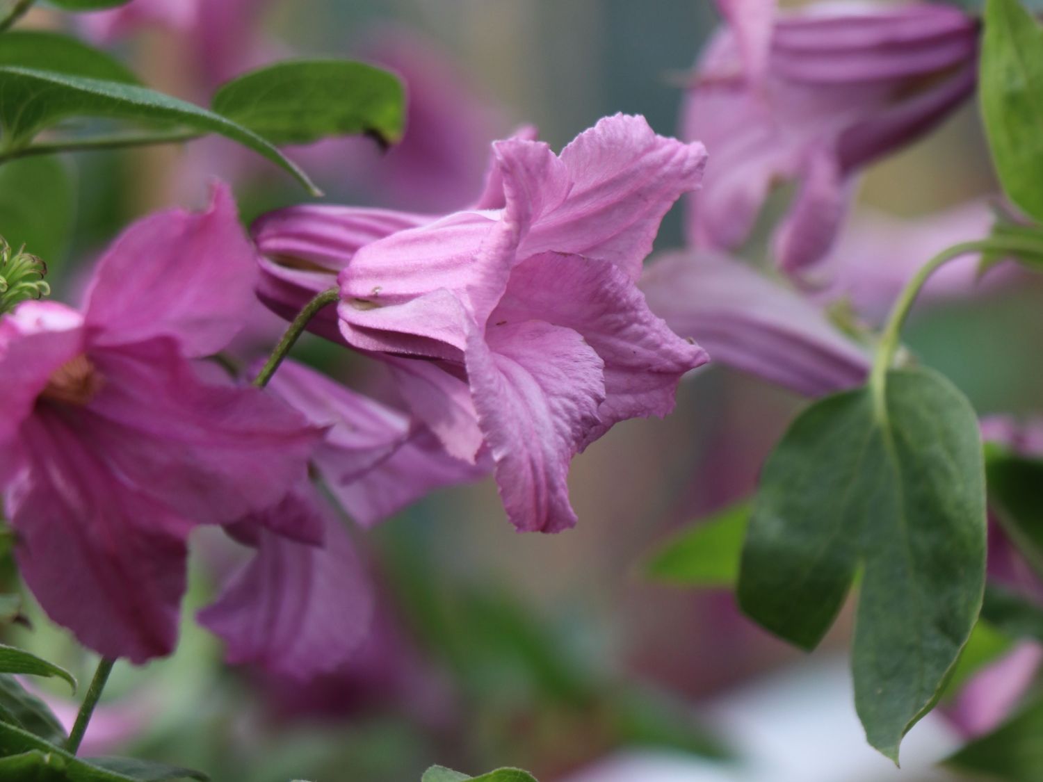 Clematis 'Alyonushka' - Clematis integrifolia 'Alyonushka'