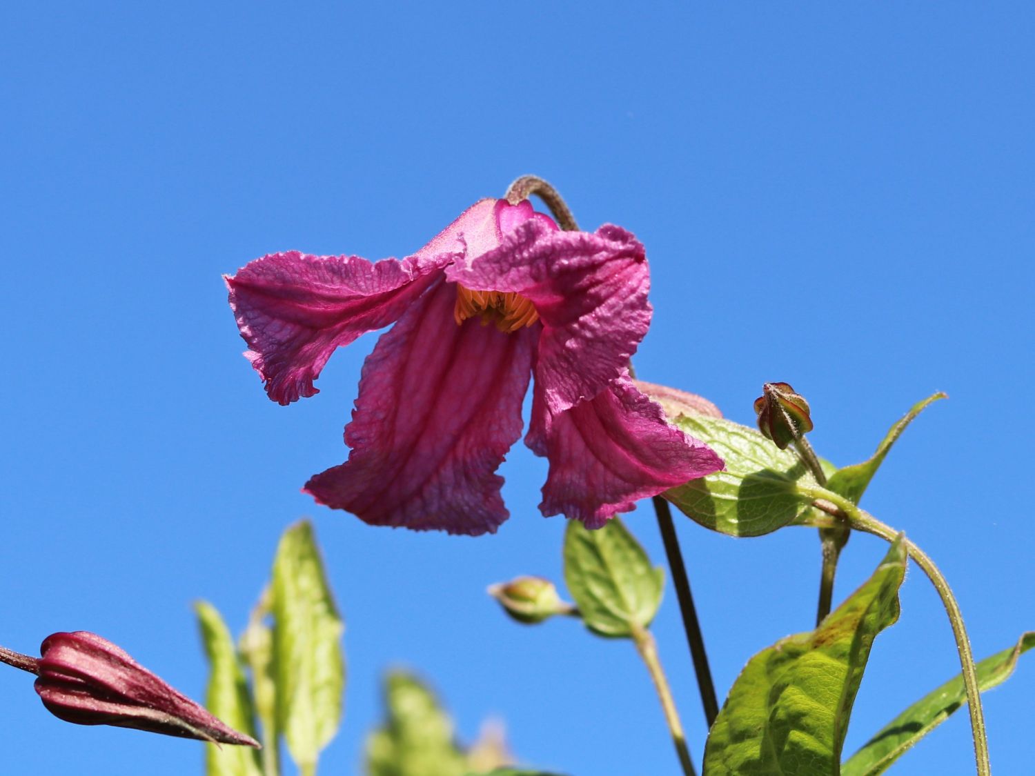 Clematis 'Alyonushka' - Clematis integrifolia 'Alyonushka'
