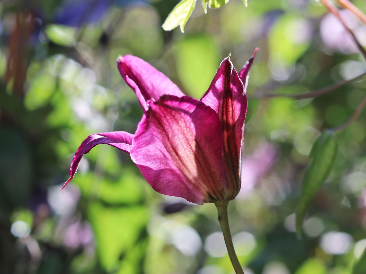 Clematis 'Alyonushka' - Clematis integrifolia 'Alyonushka'
