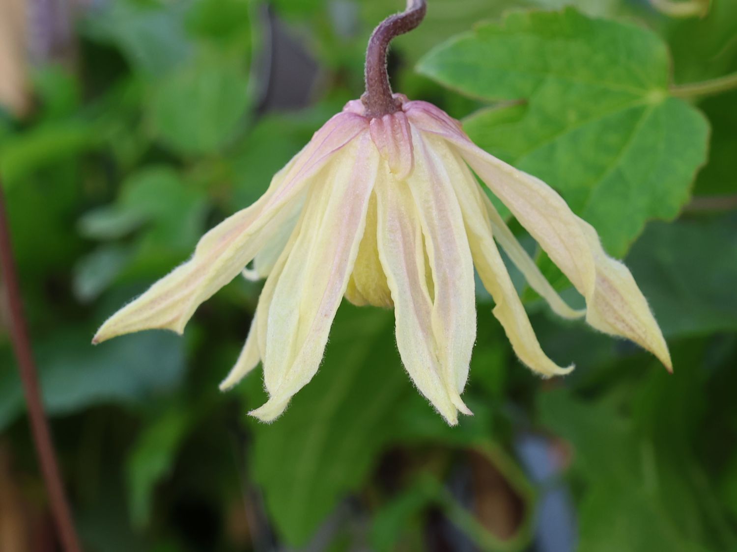 Clematis 'Amber'