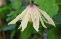 Clematis 'Amber'
