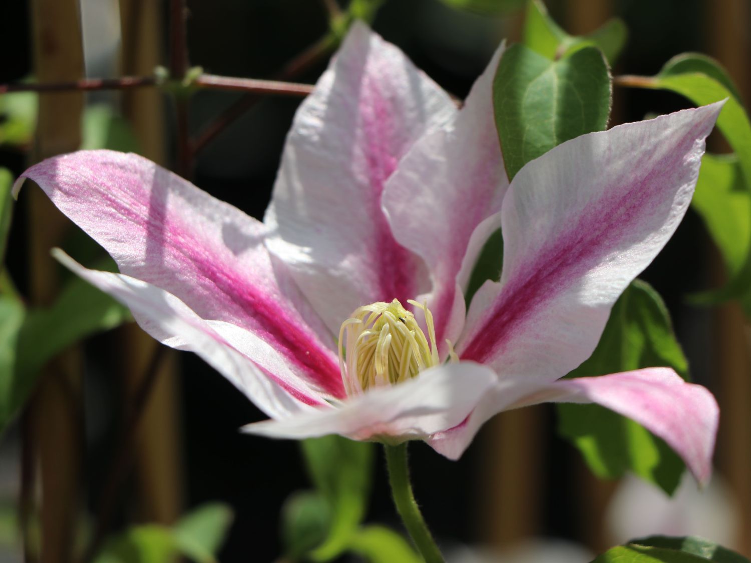 Clematis &lsquo;Andromeda&rsquo; - Clematis &lsquo;Andromeda&rsquo; - Baumschule Horstmann