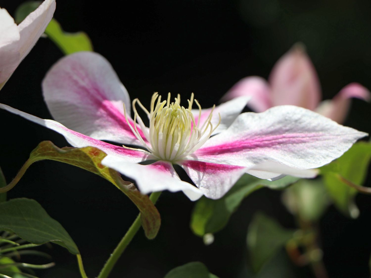 Clematis &lsquo;Andromeda&rsquo; - Clematis &lsquo;Andromeda&rsquo; - Baumschule Horstmann