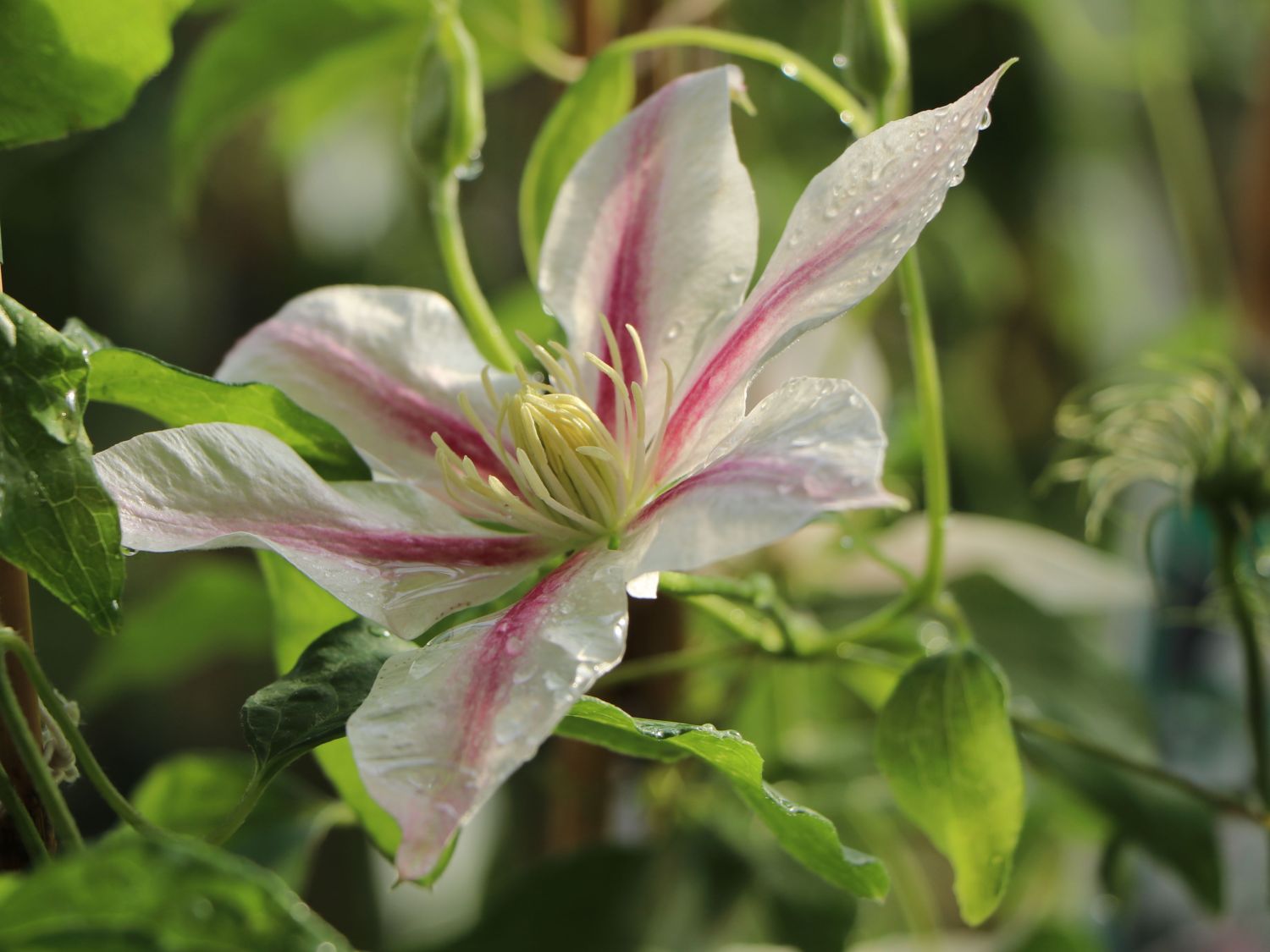 Clematis &lsquo;Andromeda&rsquo; - Clematis &lsquo;Andromeda&rsquo; - Baumschule Horstmann