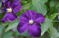 Clematis 'Aotearoa'
