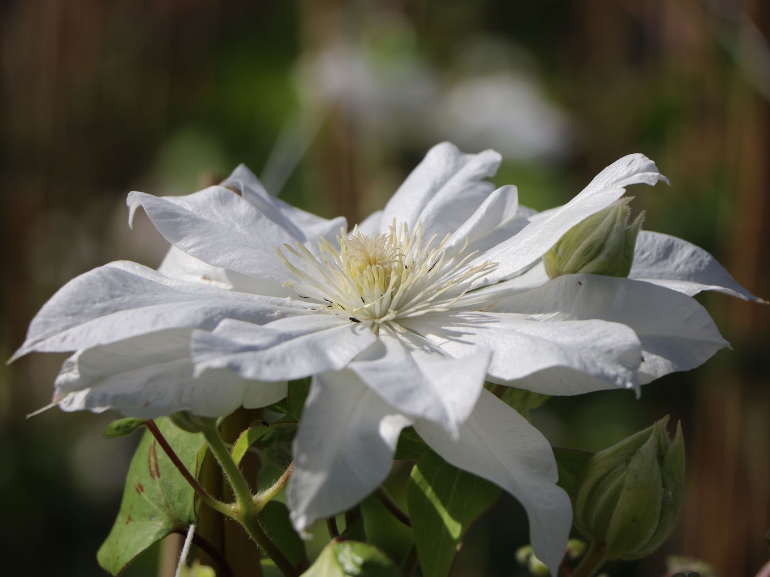 Clematis 'Arctic Queen'