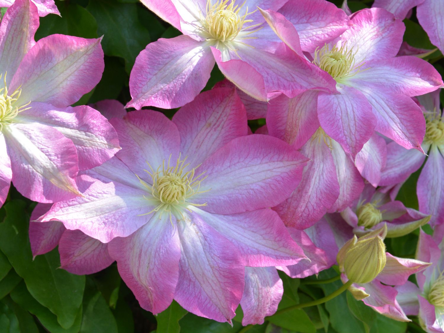 Clematis 'Asao'