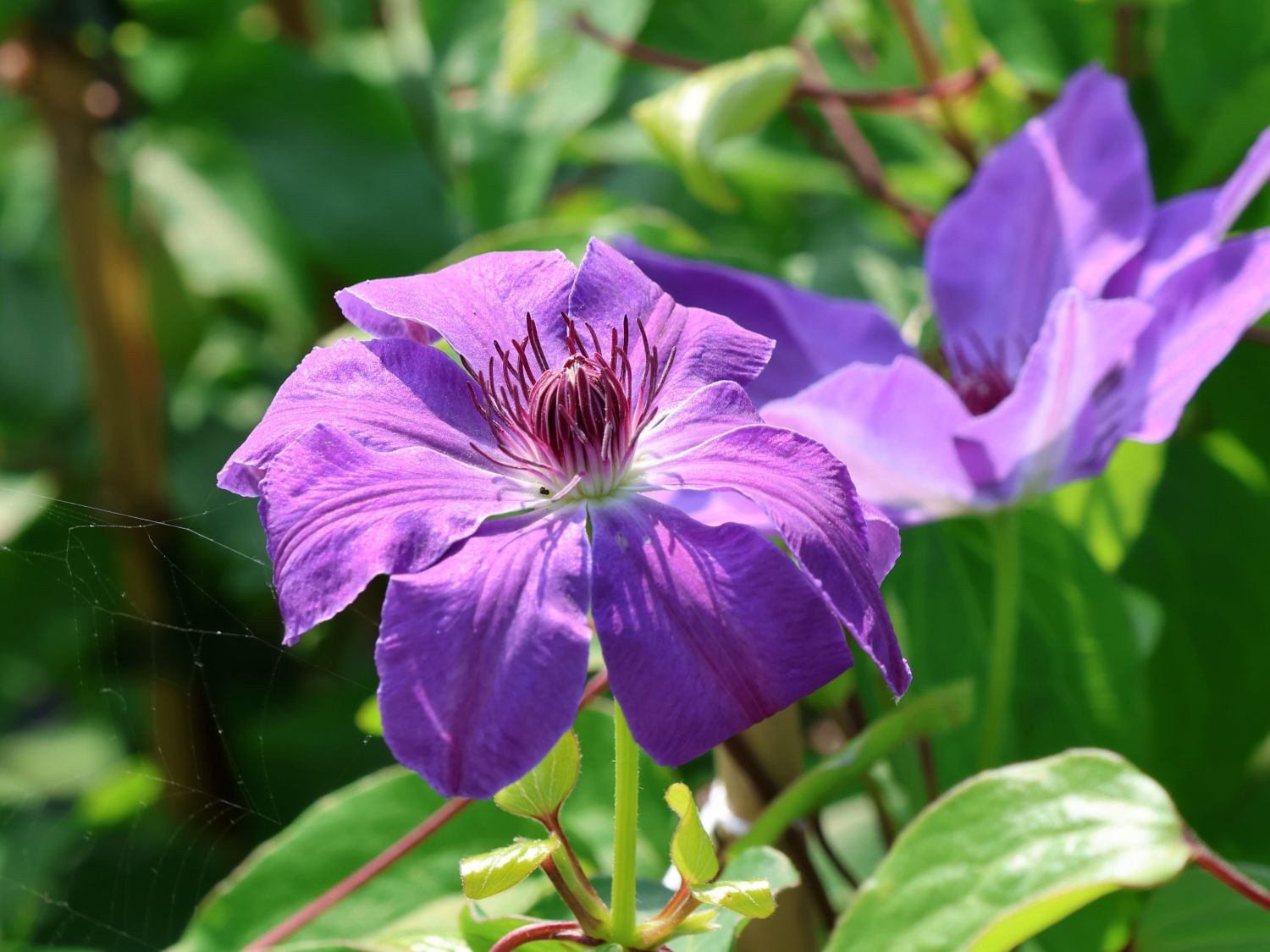 Clematis 'Baltyk'