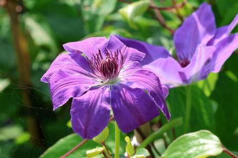 Clematis 'Baltyk' - Clematis 'Baltyk'