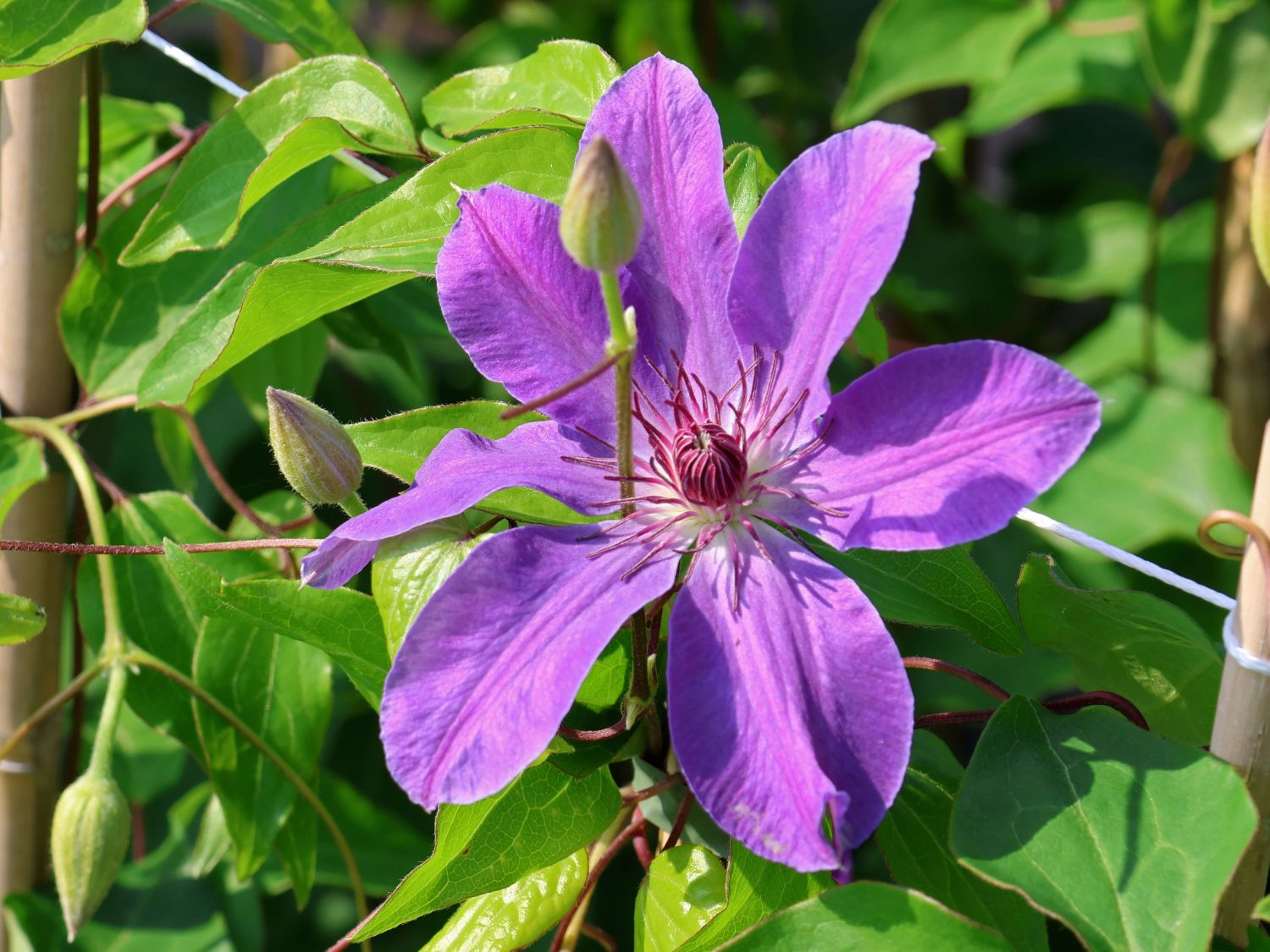 Clematis 'Baltyk' - Clematis 'Baltyk'