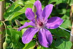 Clematis 'Baltyk' - Clematis 'Baltyk'
