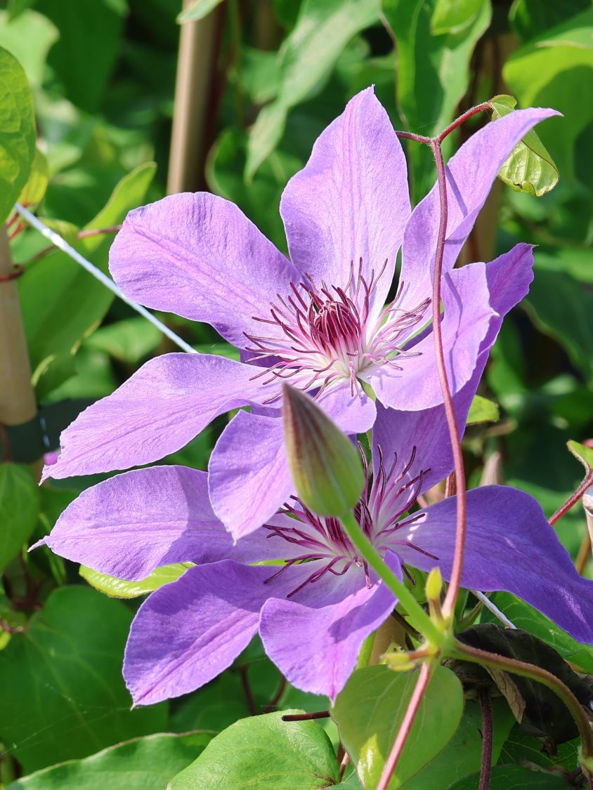 Clematis 'Baltyk' - Clematis 'Baltyk'