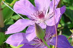 Clematis 'Baltyk' - Clematis 'Baltyk'
