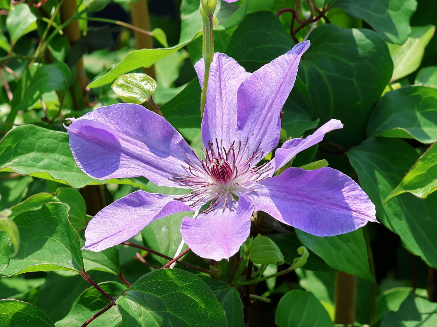 Clematis 'Baltyk' - Clematis 'Baltyk'