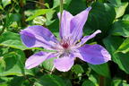 Clematis 'Baltyk' - Clematis 'Baltyk'
