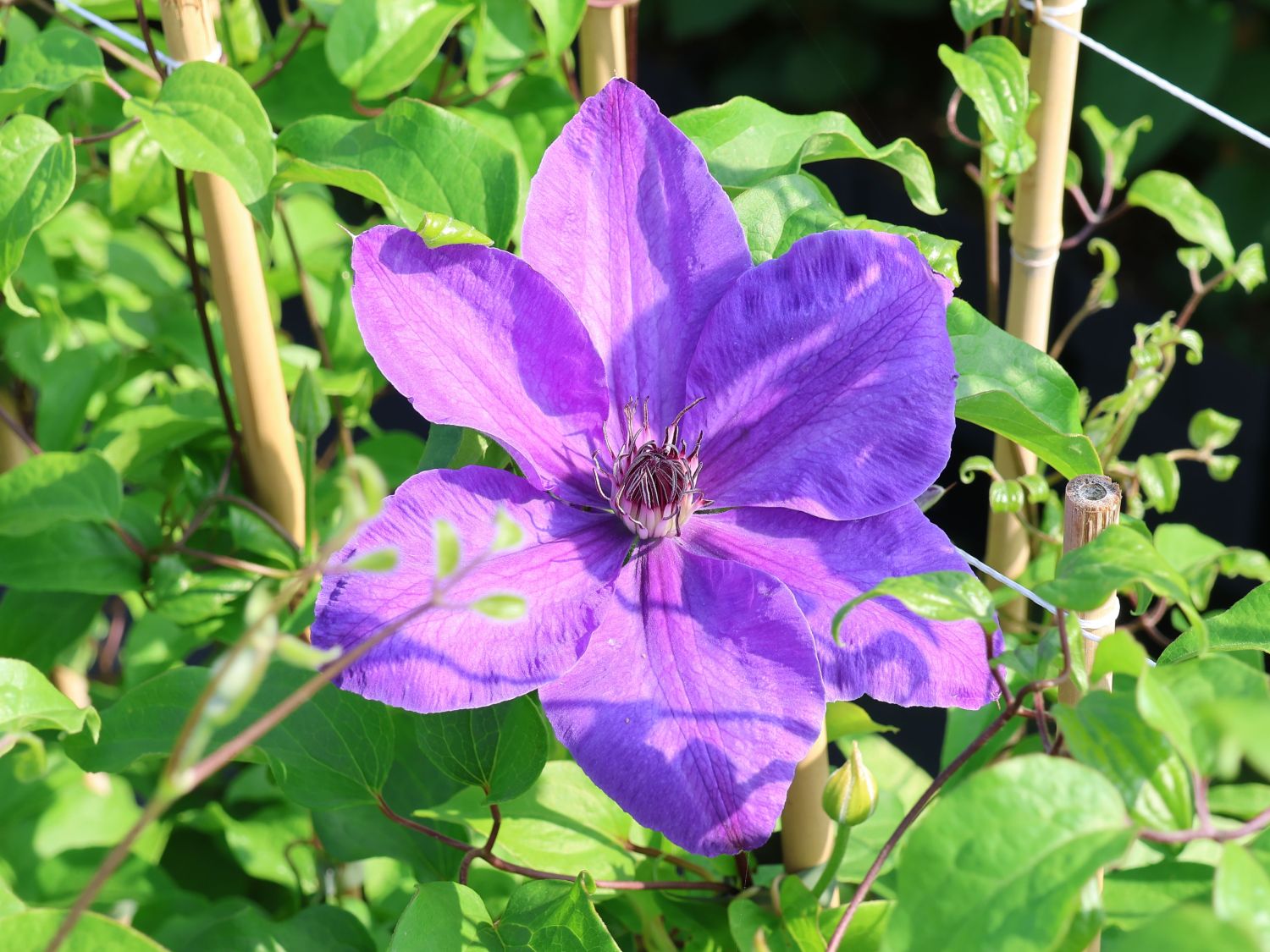 Clematis 'Baltyk' - Clematis 'Baltyk'
