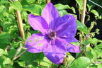 Clematis 'Baltyk' - Clematis 'Baltyk'