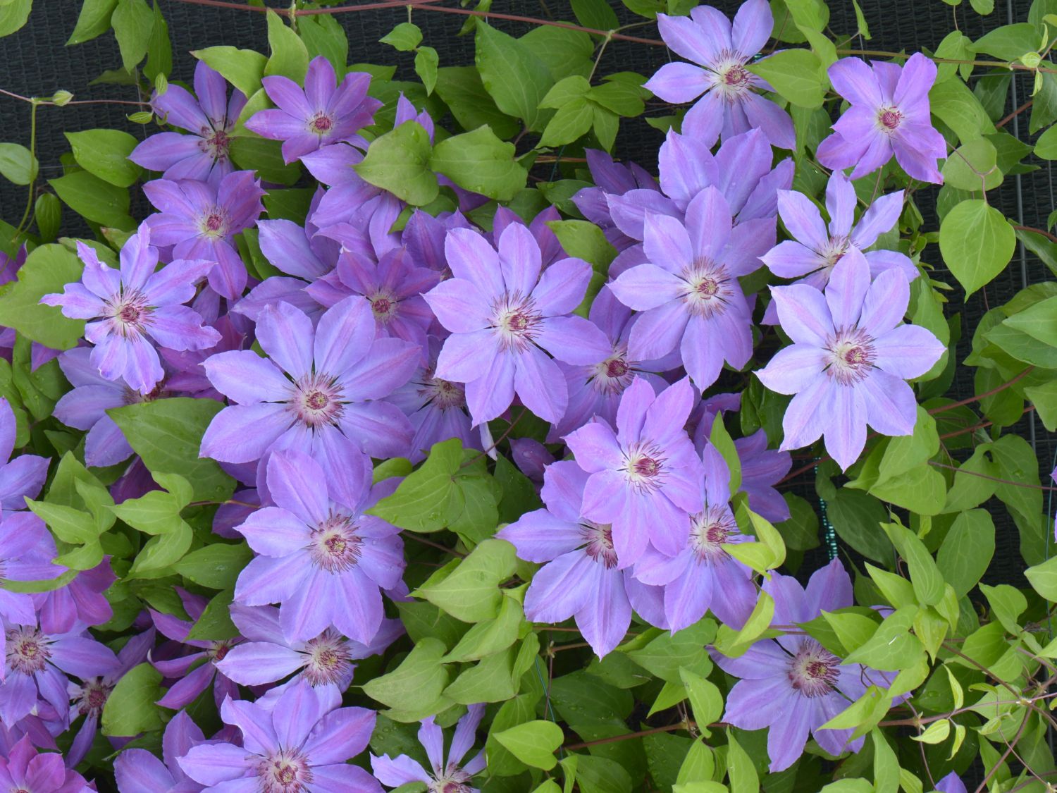 Clematis 'Baltyk' - Clematis 'Baltyk'