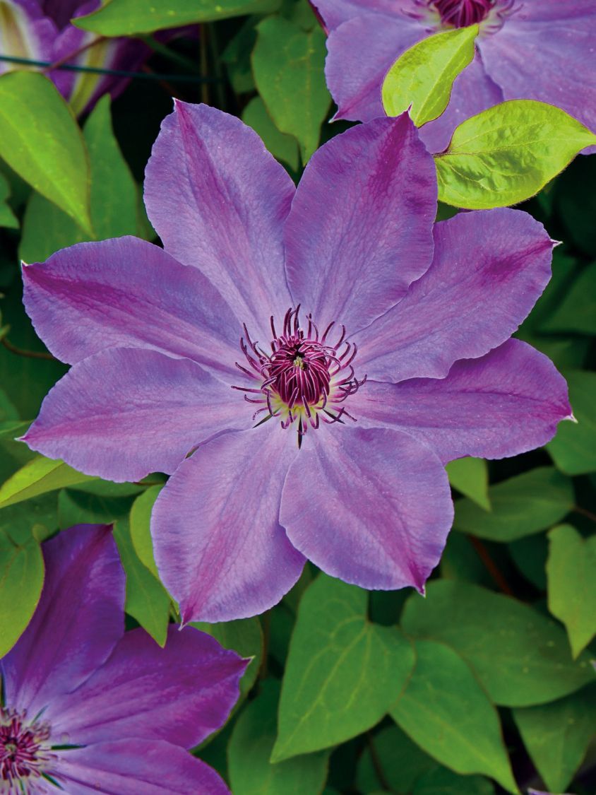 Clematis 'Baltyk' - Clematis 'Baltyk'