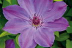 Clematis 'Baltyk' - Clematis 'Baltyk'