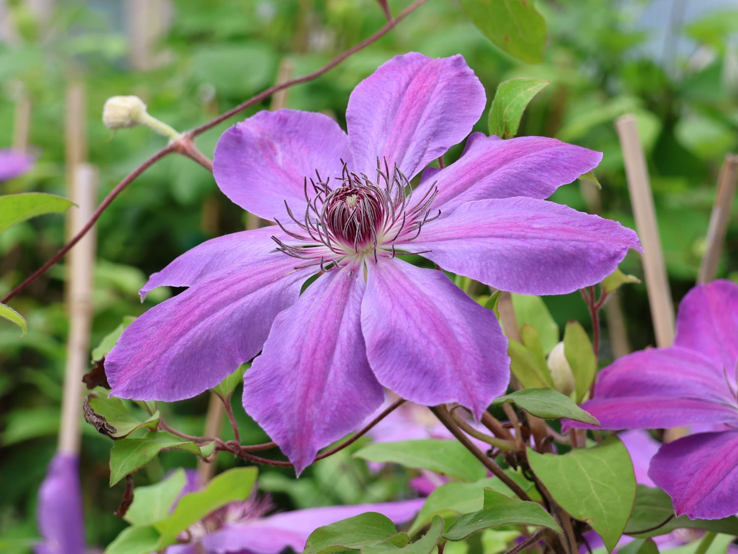 Clematis 'Baltyk' - Clematis 'Baltyk'