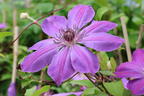 Clematis 'Baltyk' - Clematis 'Baltyk'