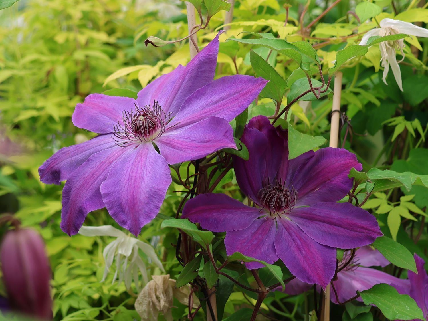 Clematis 'Baltyk' - Clematis 'Baltyk'