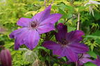 Clematis 'Baltyk' - Clematis 'Baltyk'