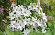 Clematis 'Beautiful Bride'