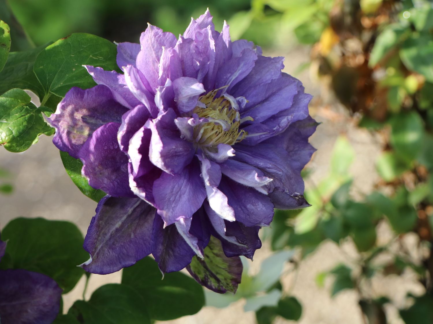 Clematis 'Beauty of Worcester'