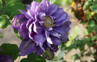 Clematis 'Beauty of Worcester'