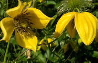 Clematis 'Bill McKenzie'