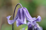 Clematis 'Blue Boy'