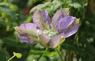 Clematis 'Blue Light'
