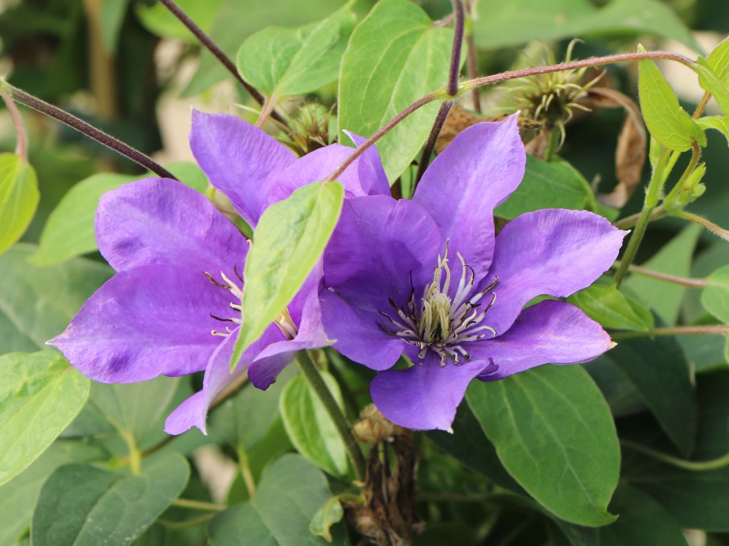 Clematis Boulevard ® 'Olympia' Evipo099