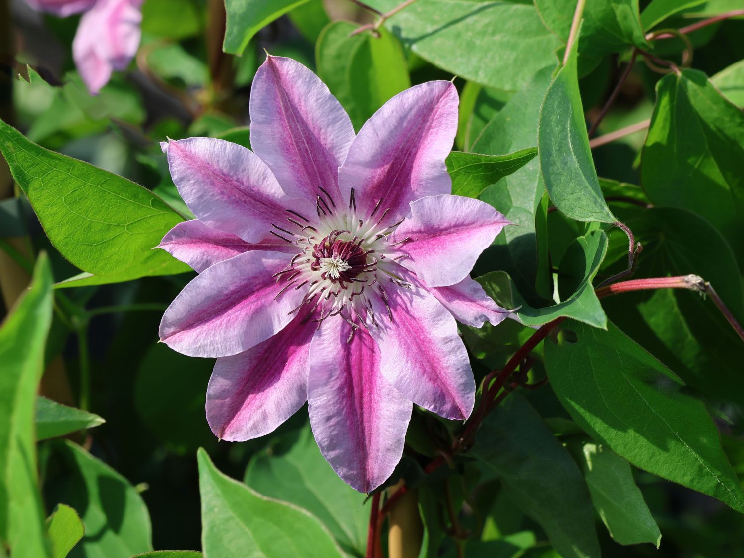 Clematis 'Capitaine Thuilleaux'