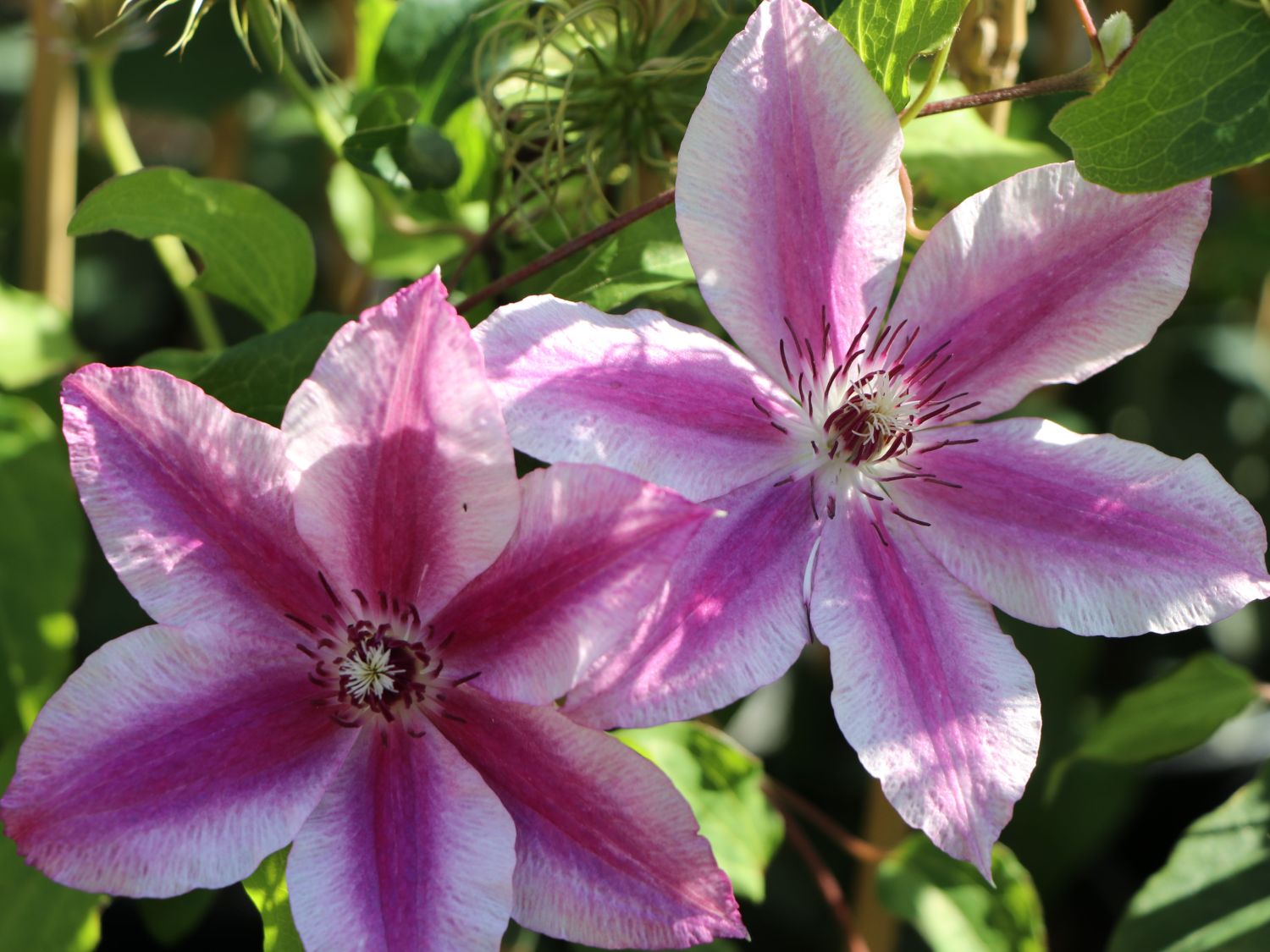 Clematis 'Carnaby' Clematis 'Carnaby' Baumschule Horstmann