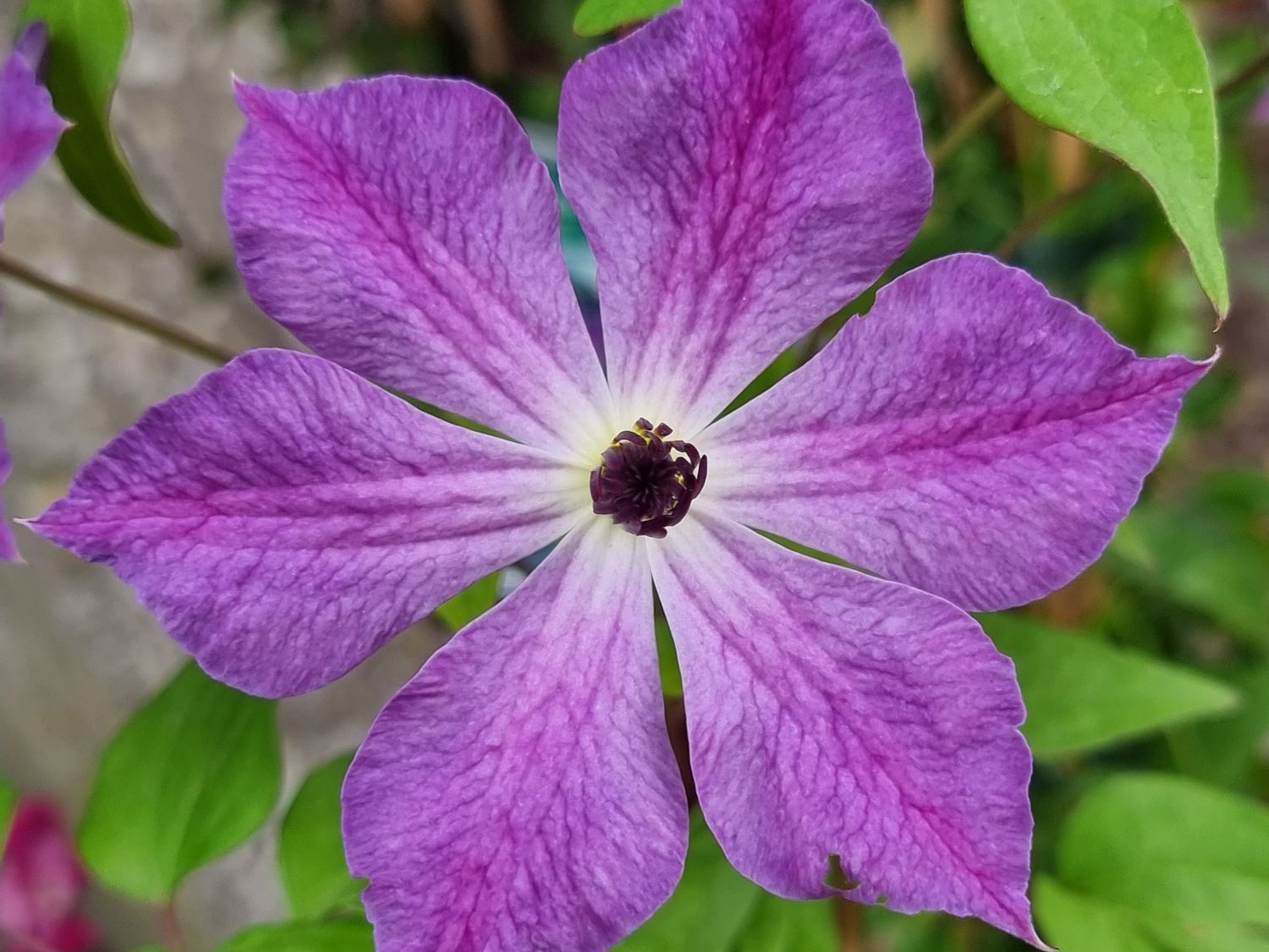 Clematis 'Cloudburst'