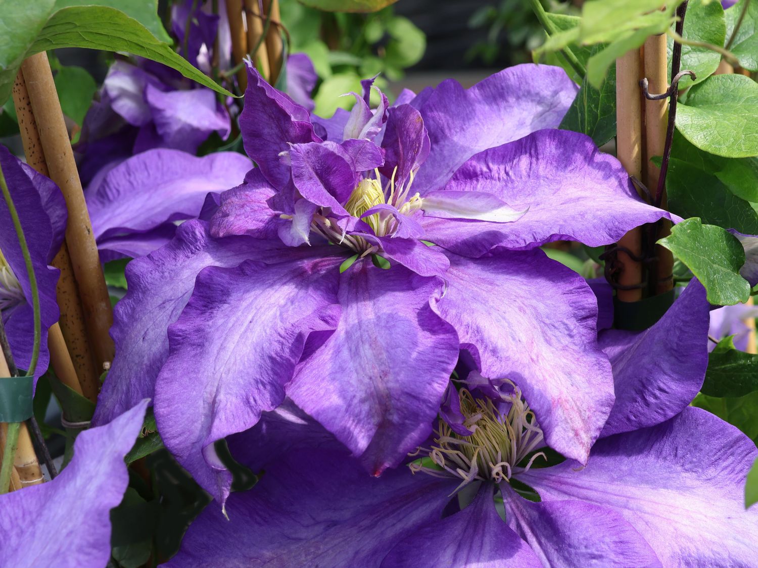 Clematis 'Daniel Deronda'