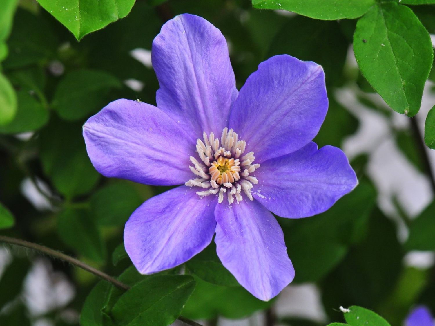 Clematis 'Delightful Scent'