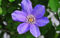 Clematis 'Delightful Scent'