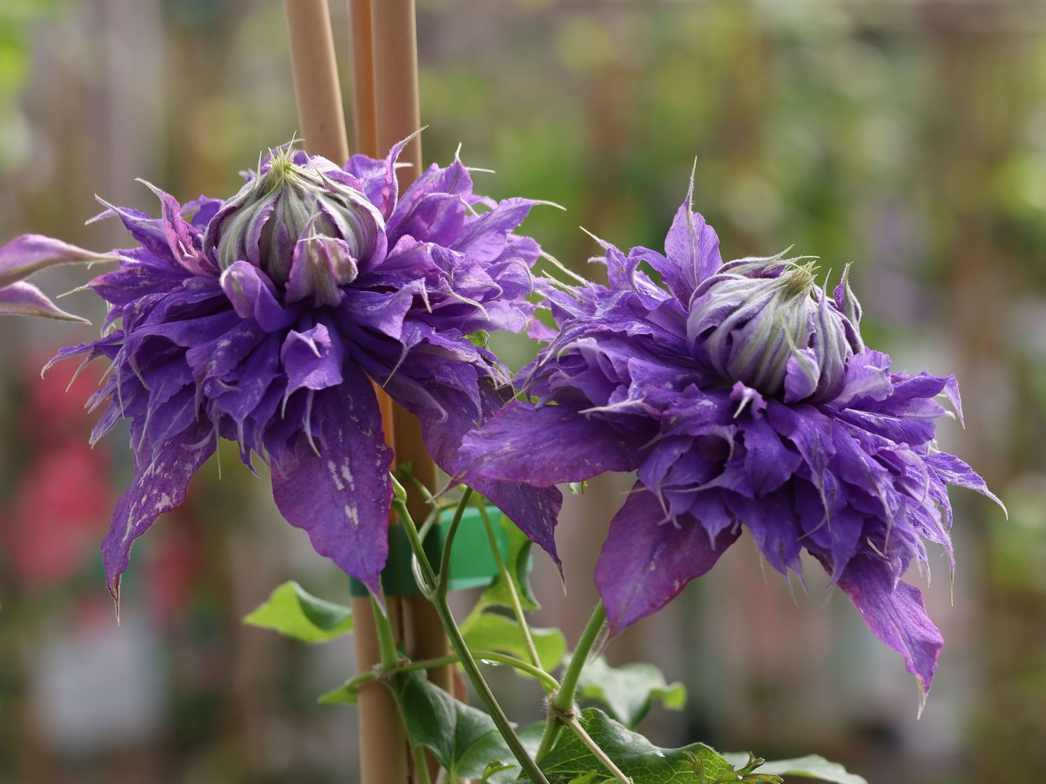 Clematis 'Diamantina' - Clematis 'Diamantina'