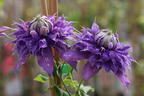 Clematis 'Diamantina' - Clematis 'Diamantina'