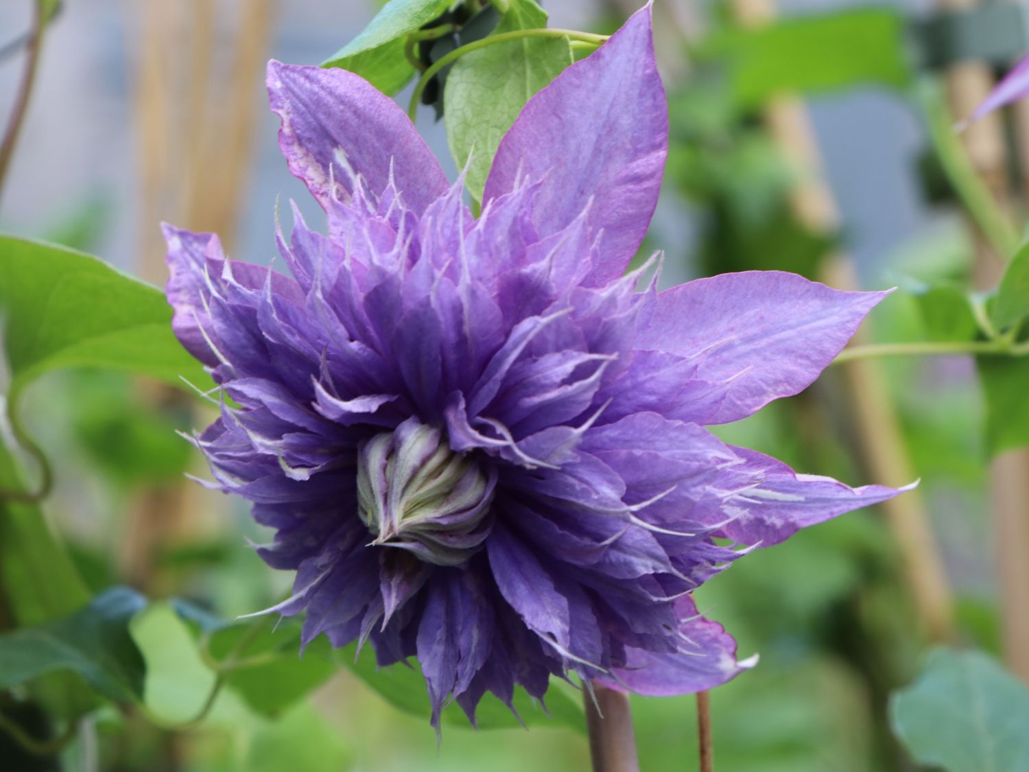Clematis 'Diamantina' - Clematis 'Diamantina'