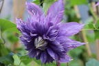 Clematis 'Diamantina' - Clematis 'Diamantina'