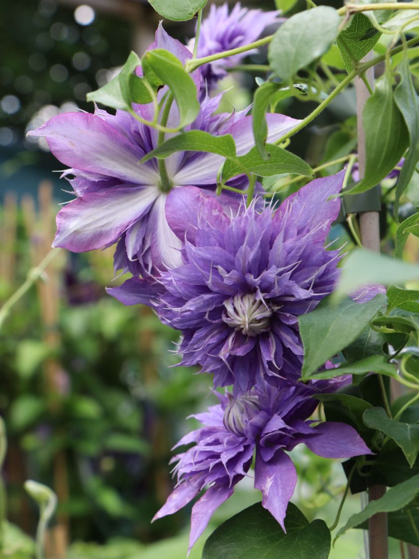 Clematis 'Diamantina' - Clematis 'Diamantina'