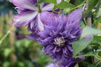 Clematis 'Diamantina' - Clematis 'Diamantina'