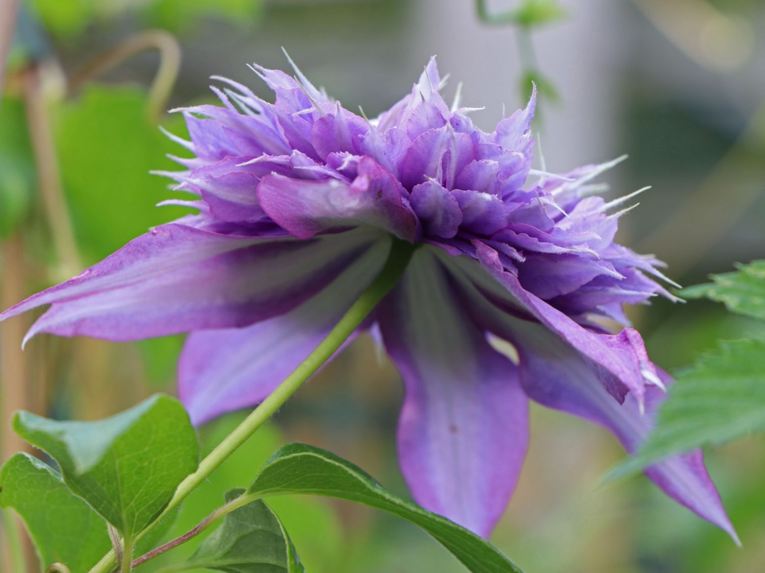 Clematis 'Diamantina' - Clematis 'Diamantina'