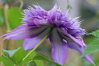 Clematis 'Diamantina' - Clematis 'Diamantina'